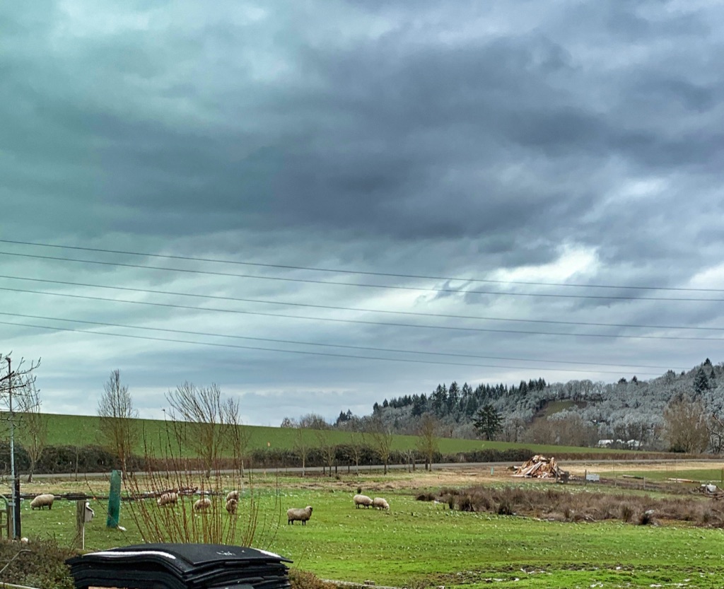 Farmland with grazing sheep