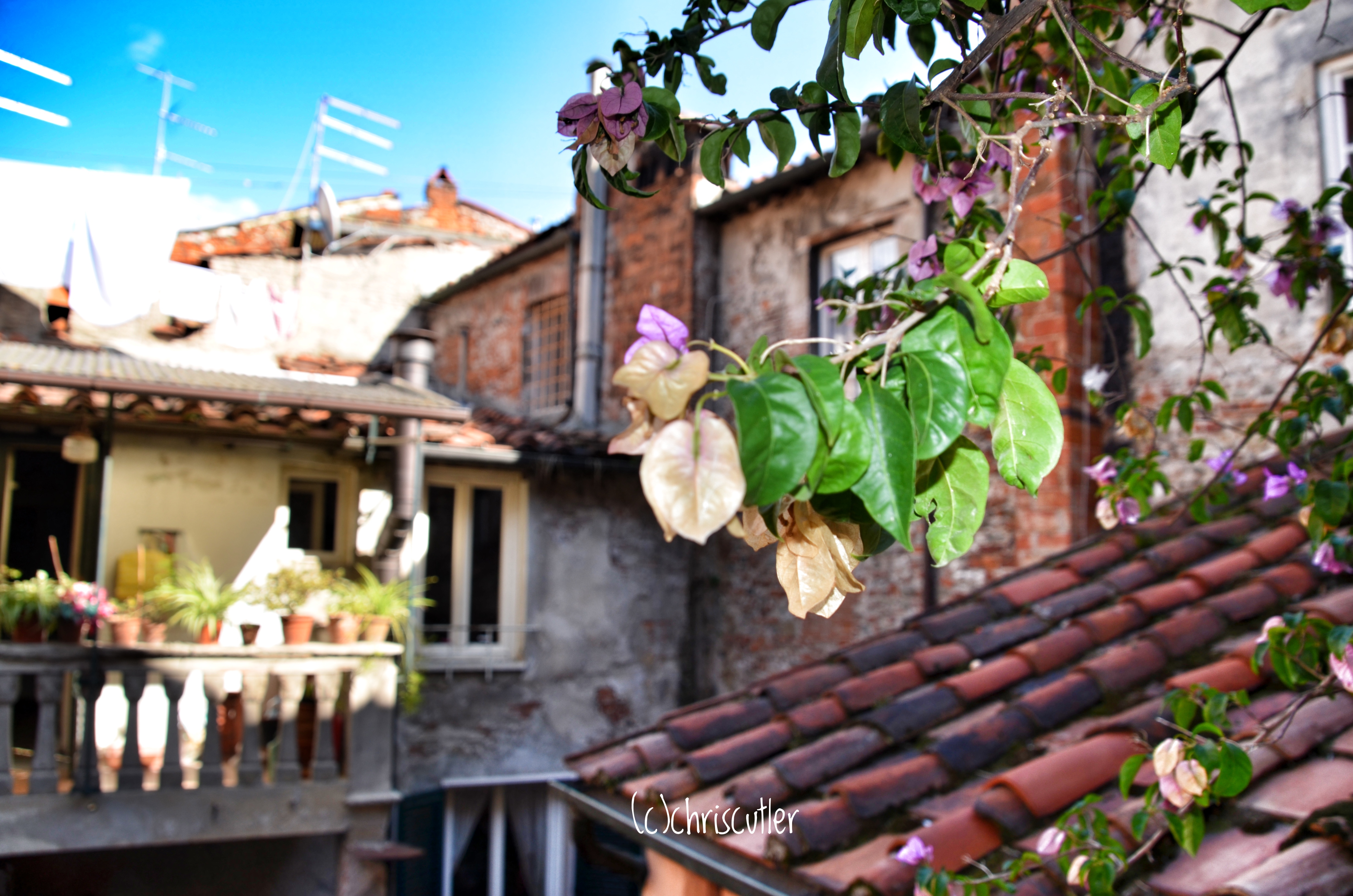 red roofs with flowering branches