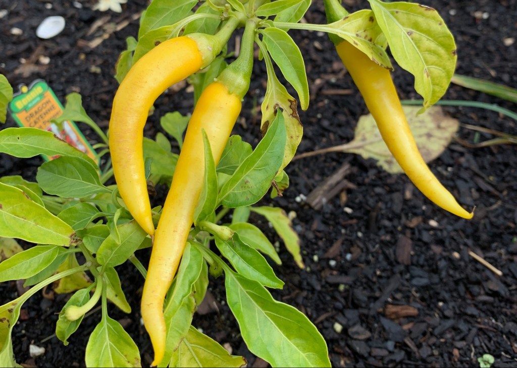 yellow cayenne peppers in garden