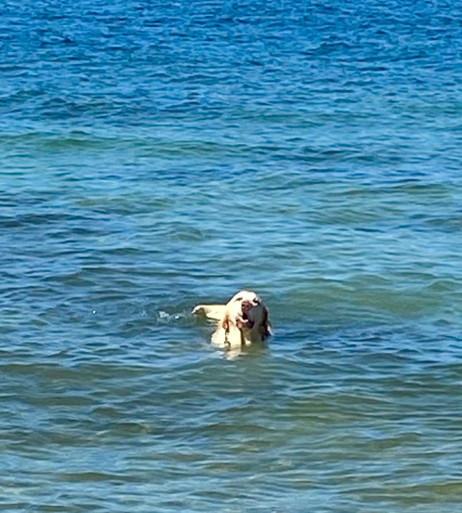 A Golden Retriever swimming in the sea